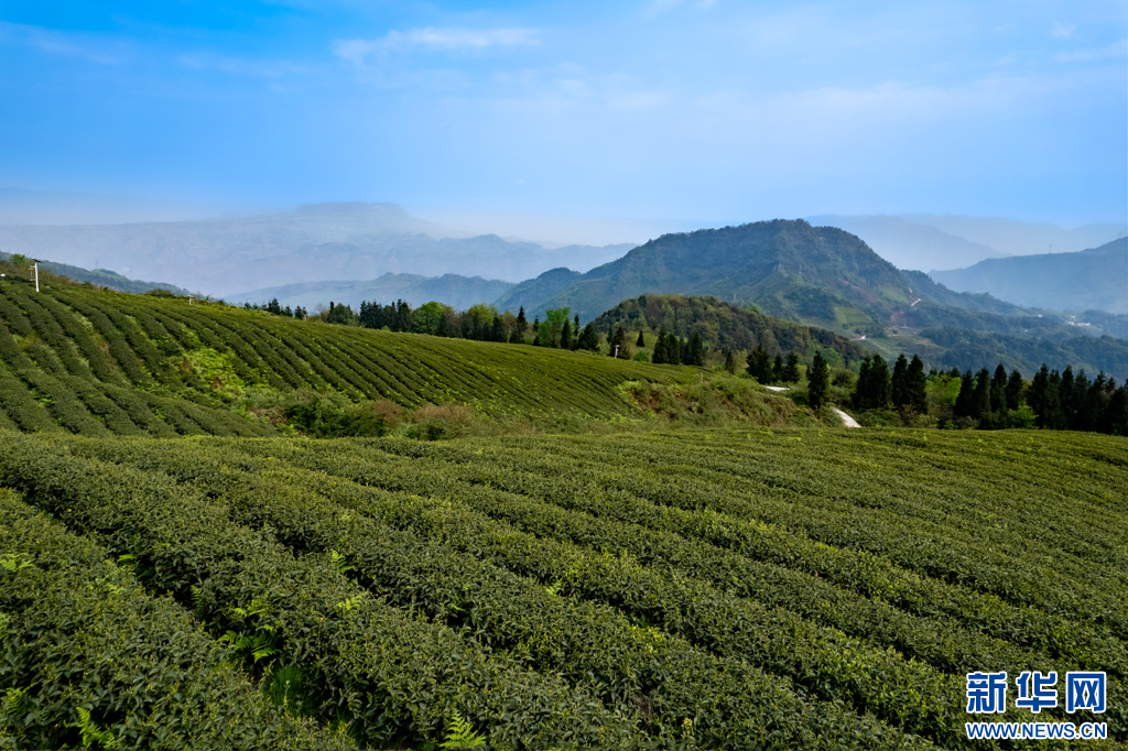 万千气象看云南｜云南绥江：高山茶园春茶香