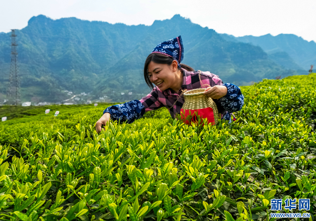 万千气象看云南｜云南绥江：高山茶园春茶香