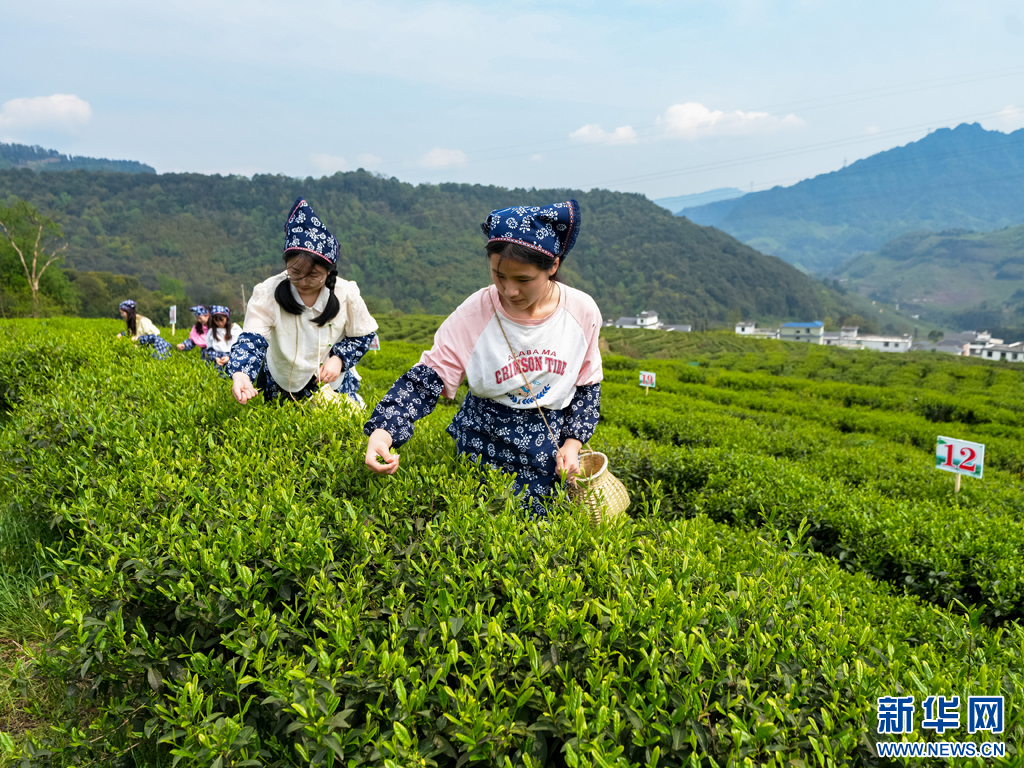 万千气象看云南｜云南绥江：高山茶园春茶香