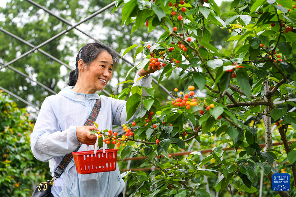 重庆璧山：樱桃采摘正当时