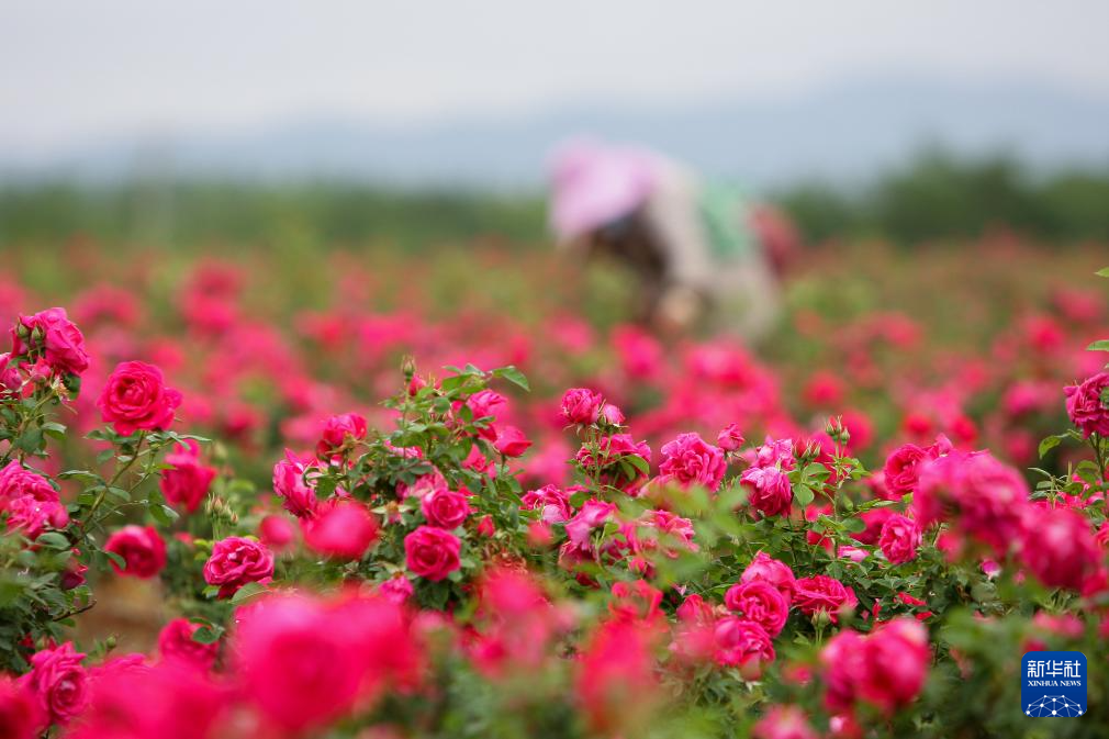 云南曲靖:玫瑰花开采收忙