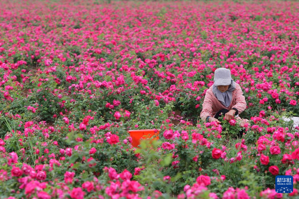 云南曲靖:玫瑰花开采收忙