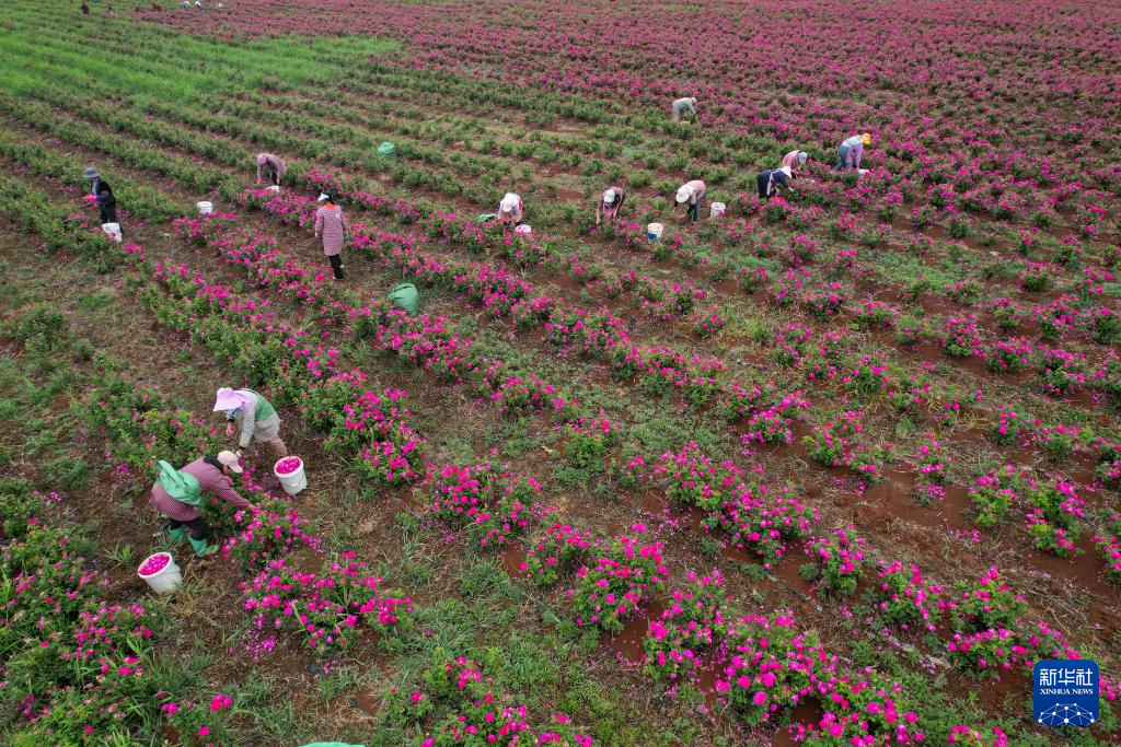 云南曲靖:玫瑰花开采收忙