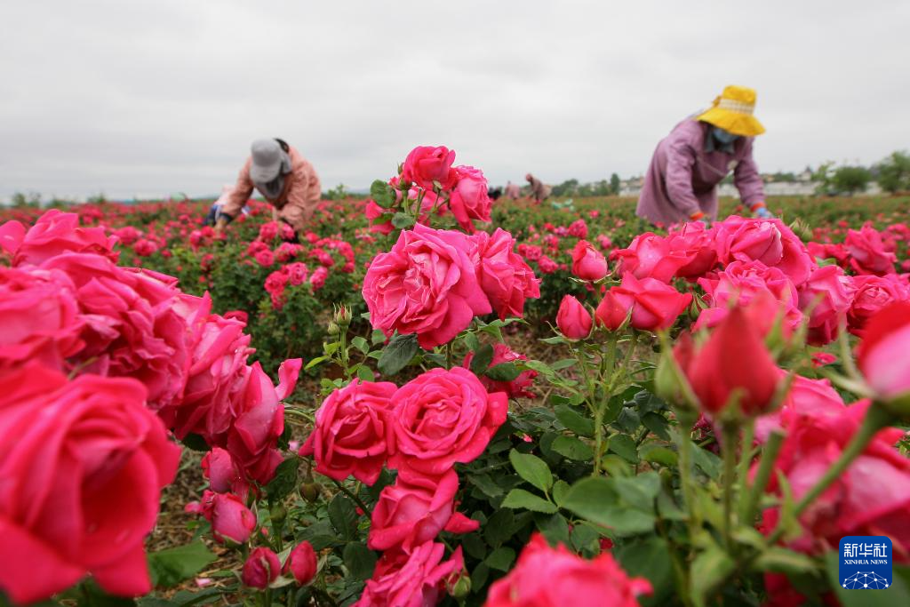 云南曲靖:玫瑰花开采收忙