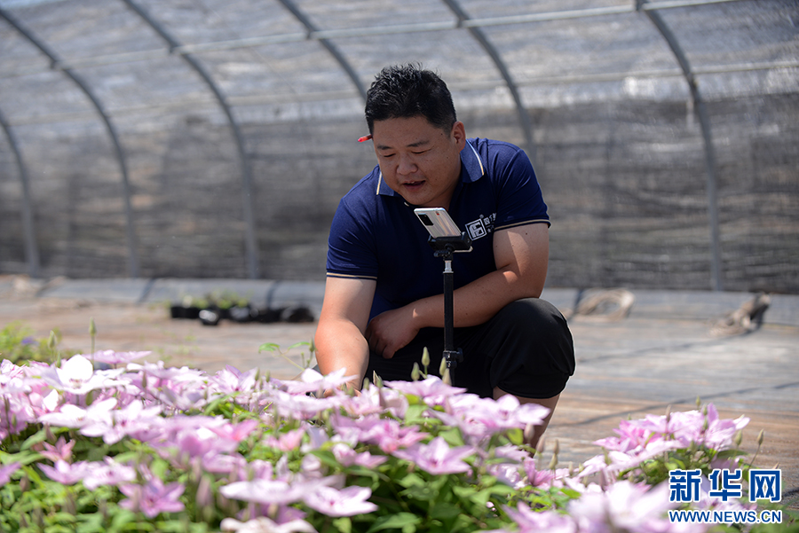 河南滑县:花卉苗木铺就乡村致富路