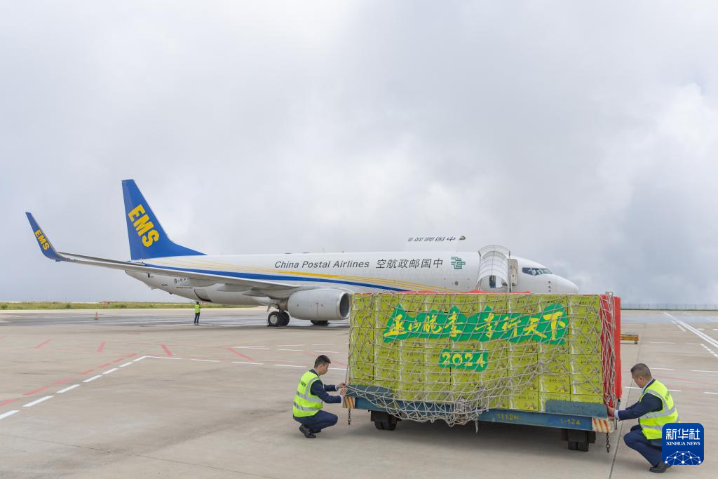 “空空联运”助力重庆巫山脆李更快运出三峡库区