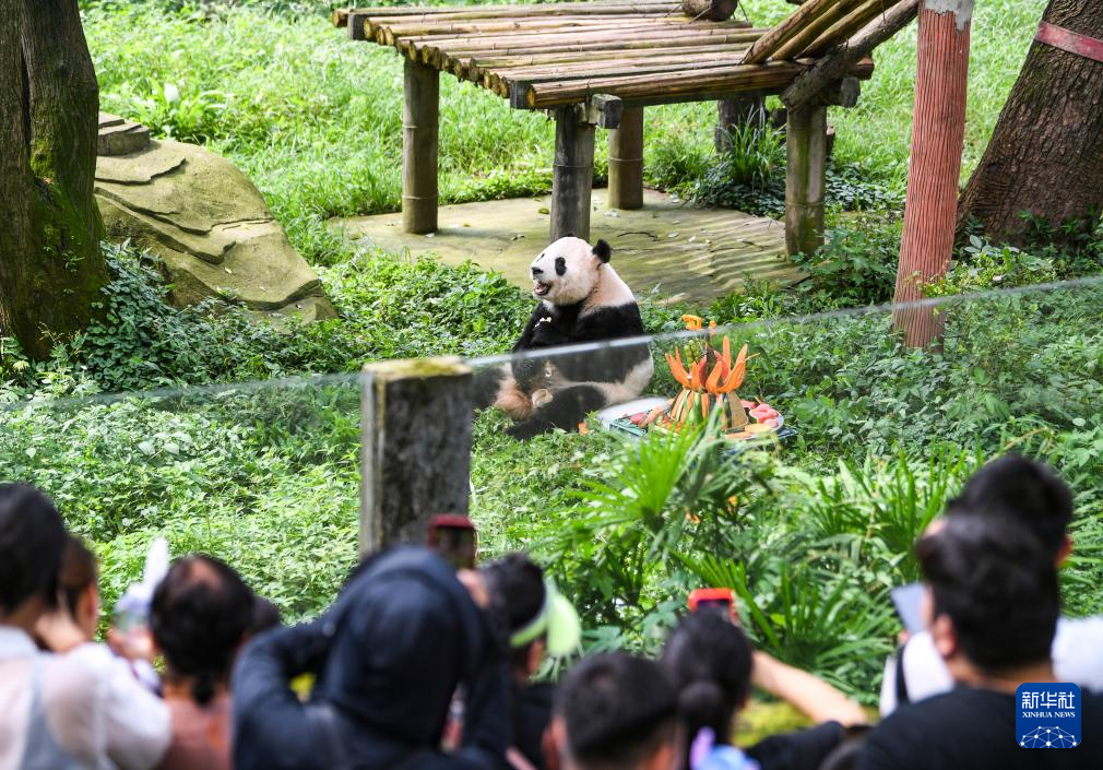 重庆：大熊猫人气足