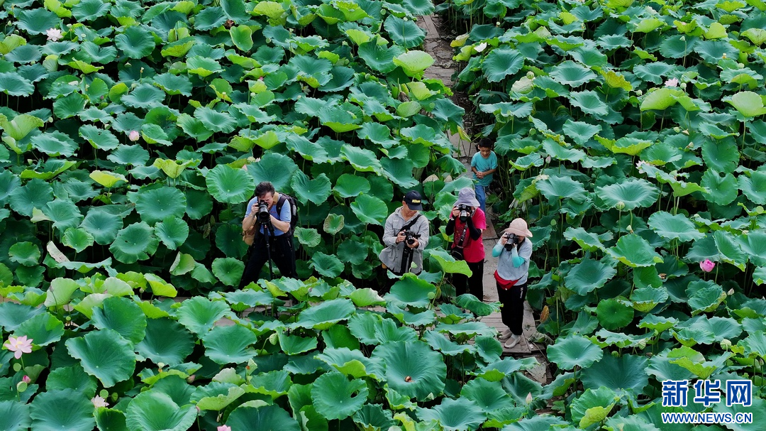 广西玉林：夏日荷花香 乡村旅游旺