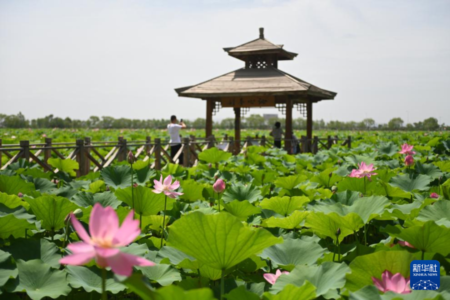 塞上荷花分外美