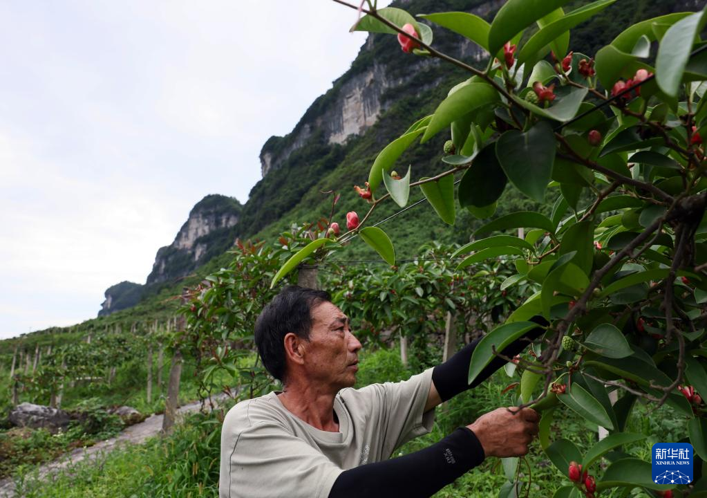 重庆彭水：中草药特色产业促农增收