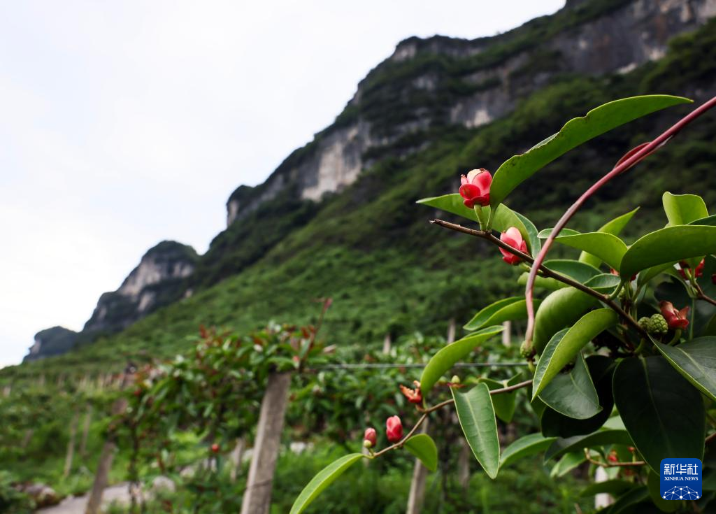 重庆彭水：中草药特色产业促农增收