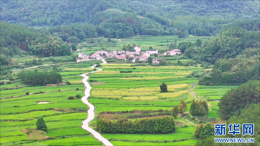 安徽旌德：绿波荡漾映天光 梯田层叠绘山乡