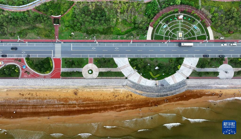 山东:近海岸线修复让滨海飘扬生态“绿丝带”