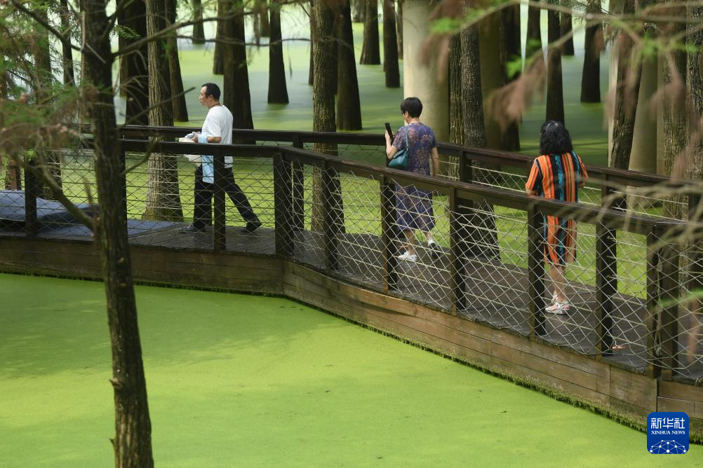 杭州：绿野仙踪 水上森林