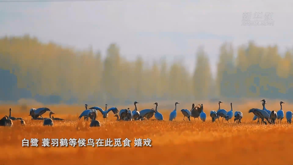 新疆阿勒泰：鹭飞鹤舞湿地美