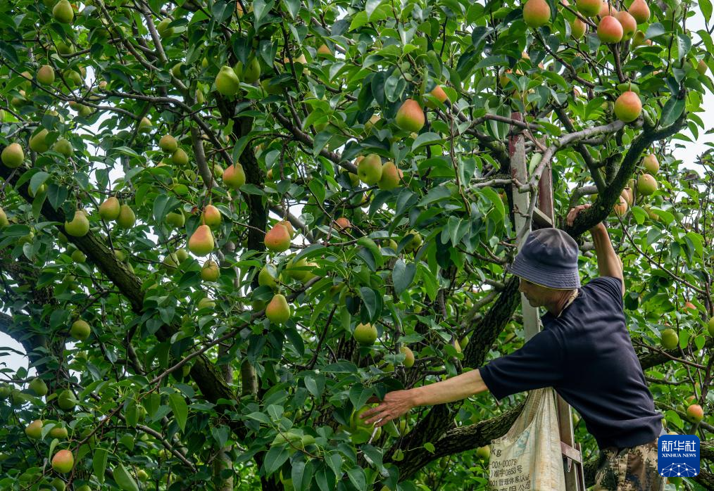 云南个旧:万亩梨园迎丰收