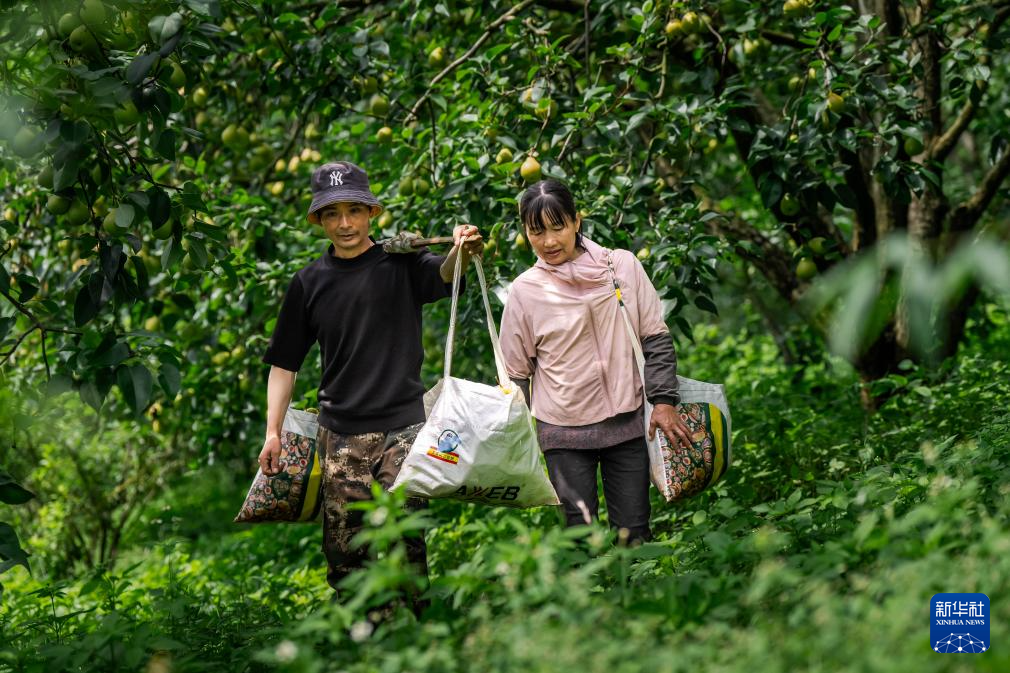 云南个旧:万亩梨园迎丰收