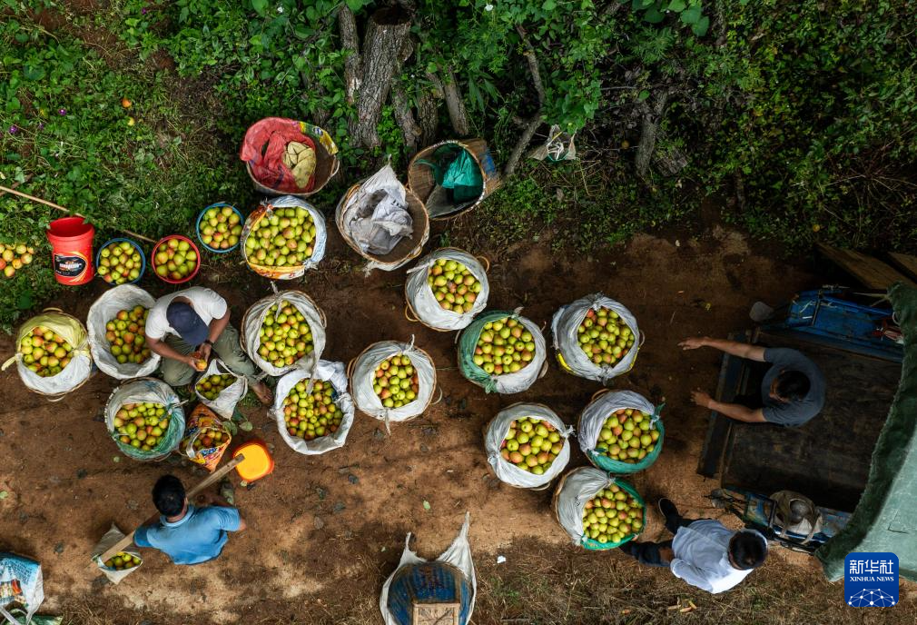 云南个旧:万亩梨园迎丰收