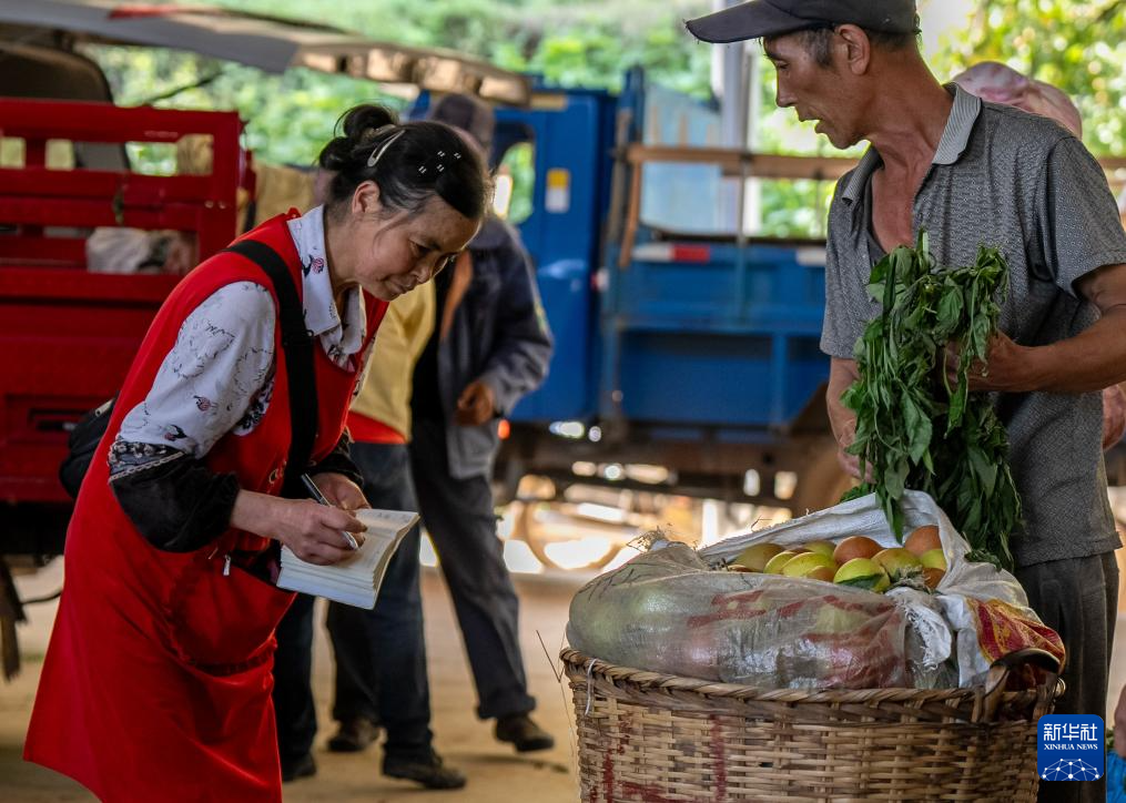 云南个旧:万亩梨园迎丰收