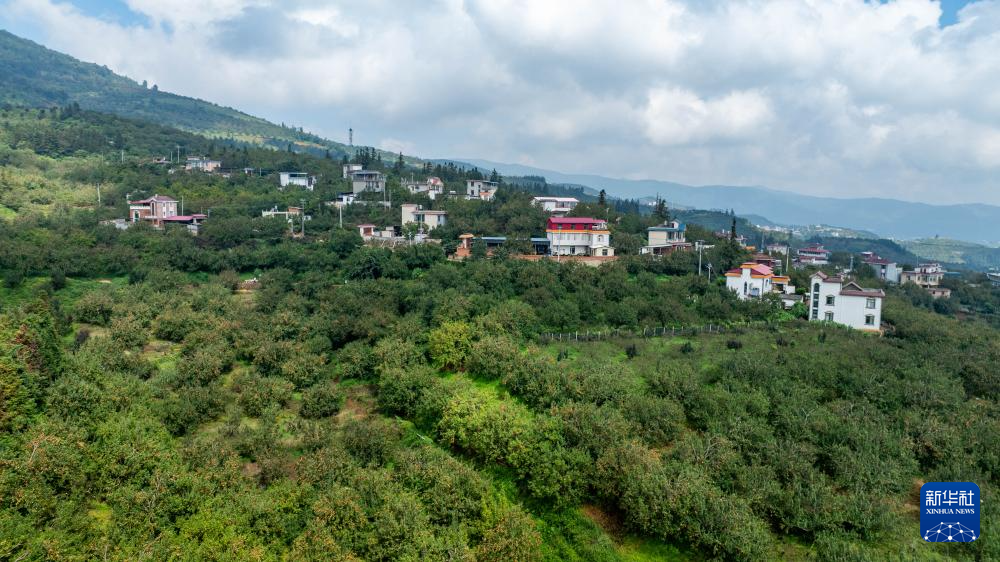 云南个旧:万亩梨园迎丰收