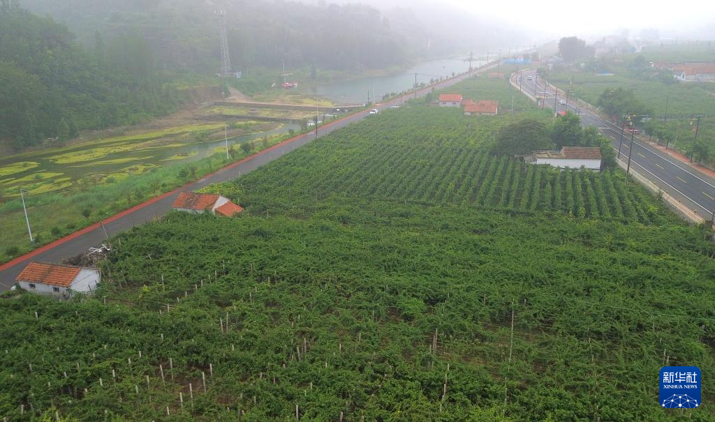 山东博山:万亩猕猴桃迎丰收