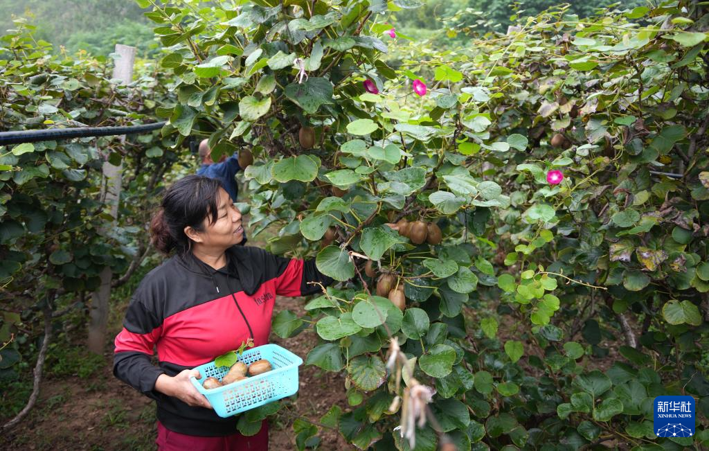 山东博山:万亩猕猴桃迎丰收