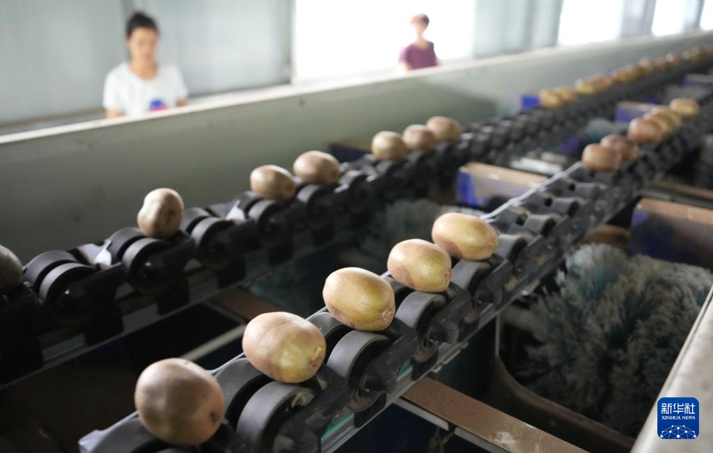 山东博山:万亩猕猴桃迎丰收