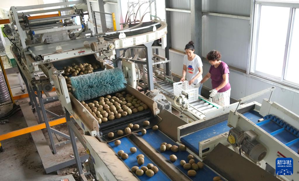 山东博山:万亩猕猴桃迎丰收