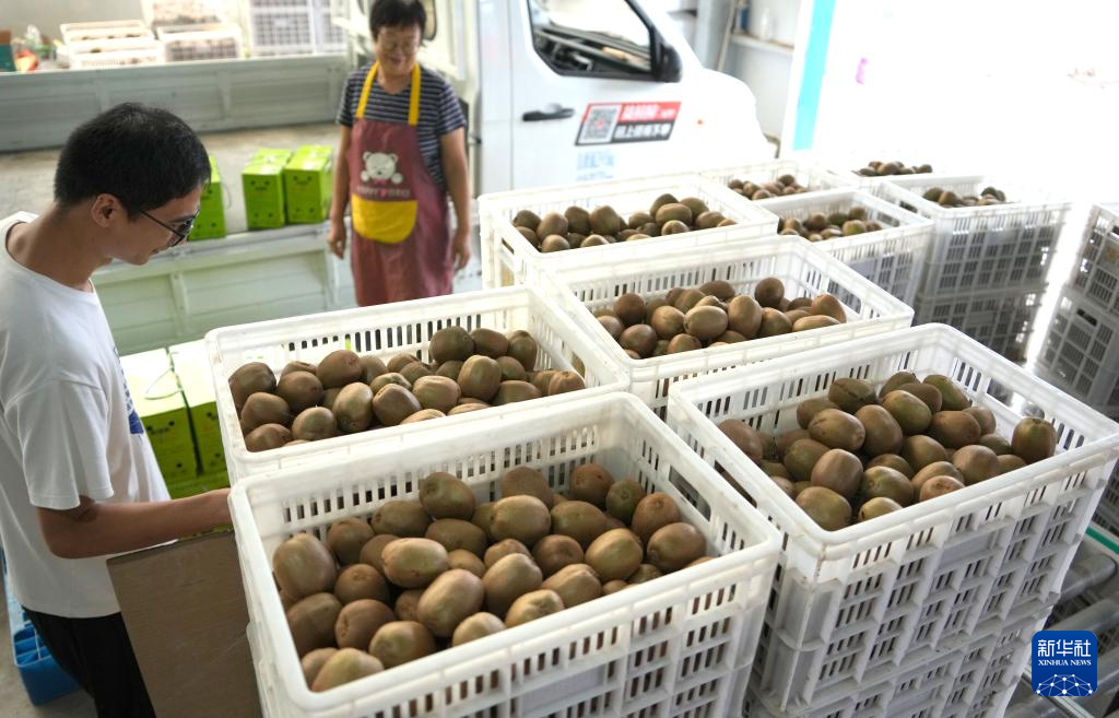 山东博山:万亩猕猴桃迎丰收