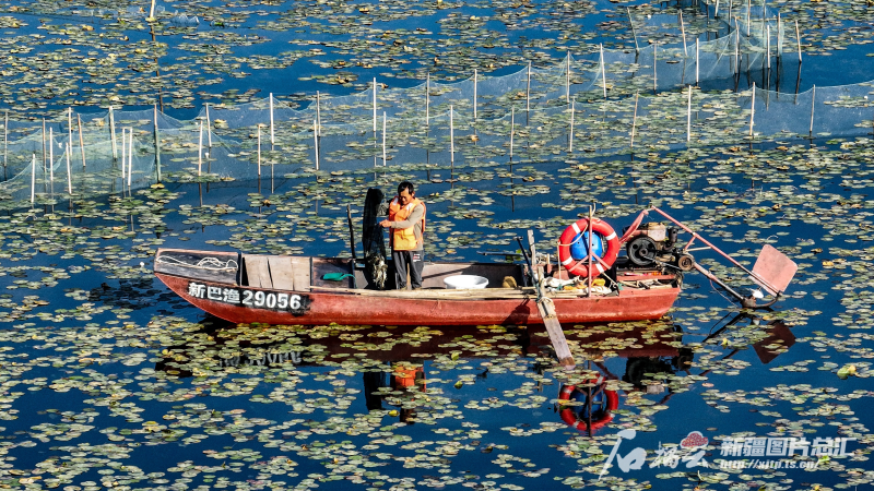 中国农民丰收节丨礼赞丰收 天山南北“丰”景如画——写在第七个“中国农民丰收节”到来之际