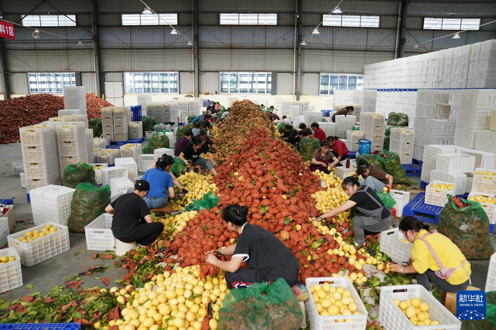 四川安岳:柠檬“上新”包装忙