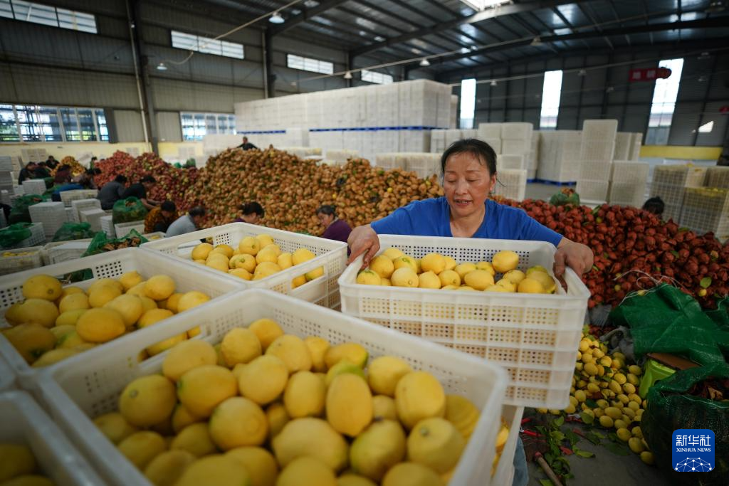四川安岳:柠檬“上新”包装忙