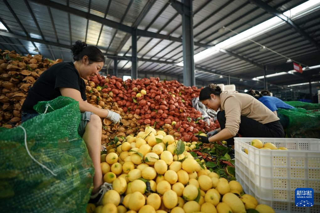 四川安岳:柠檬“上新”包装忙