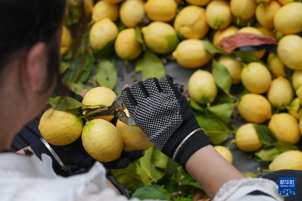 四川安岳:柠檬“上新”包装忙