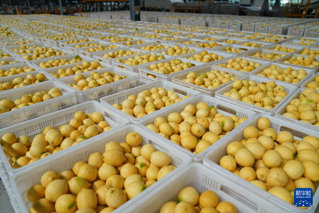 四川安岳:柠檬“上新”包装忙
