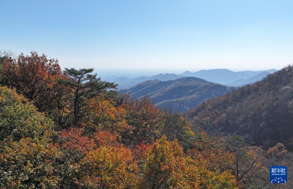 漫山秋叶 层林尽染