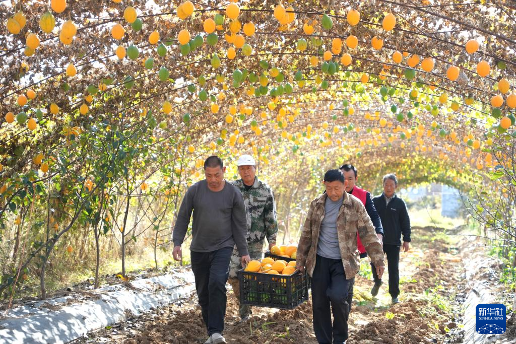 山东新泰：瓜蒌成熟收获忙