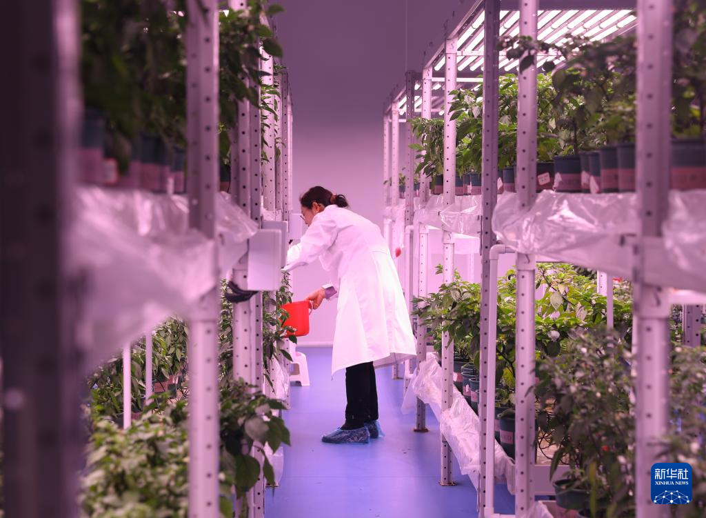 高质量发展调研行丨科技赋能奏响湖南乡村振兴“椒”响曲