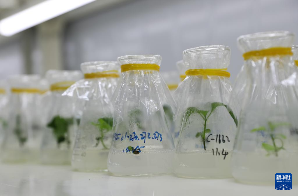 高质量发展调研行丨科技赋能奏响湖南乡村振兴“椒”响曲