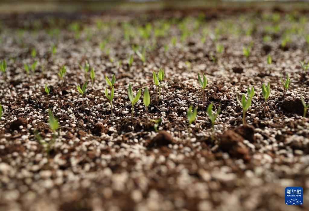 高质量发展调研行丨科技赋能奏响湖南乡村振兴“椒”响曲