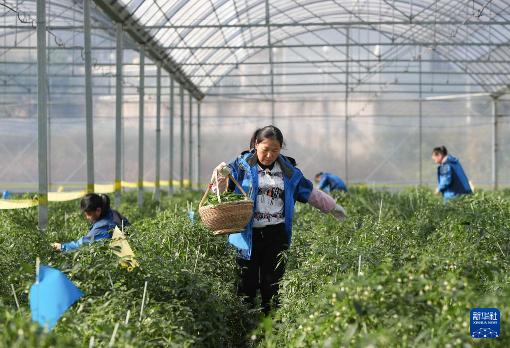 高质量发展调研行丨科技赋能奏响湖南乡村振兴“椒”响曲