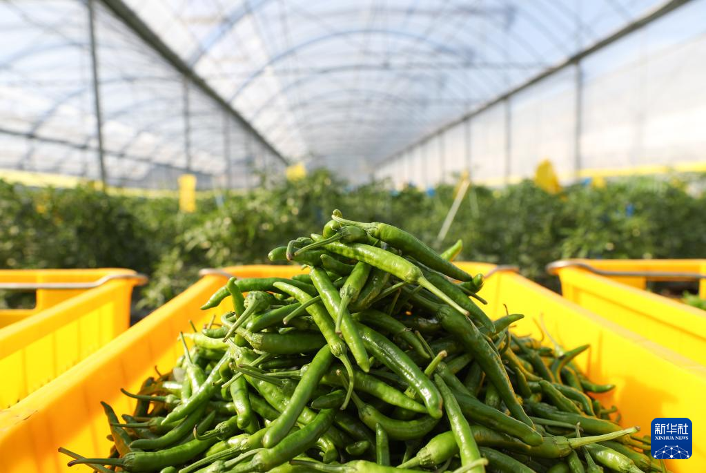 高质量发展调研行丨科技赋能奏响湖南乡村振兴“椒”响曲