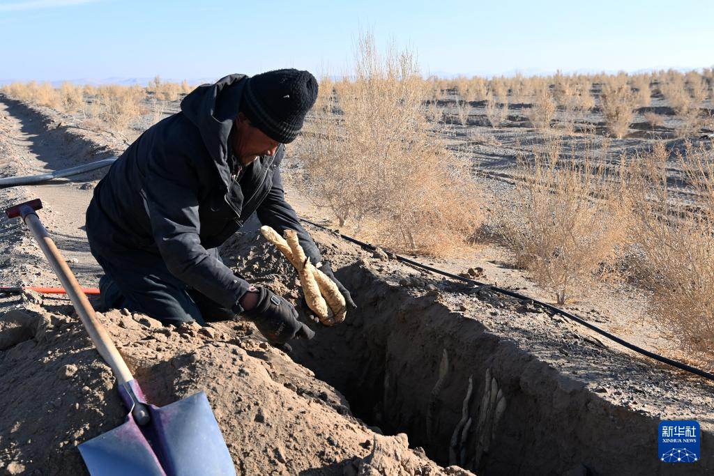 甘肃金塔:生物治沙让沙漠“披绿生金”