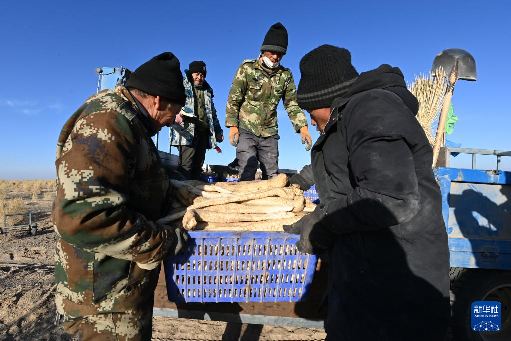 甘肃金塔:生物治沙让沙漠“披绿生金”