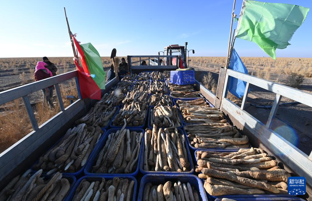 甘肃金塔:生物治沙让沙漠“披绿生金”