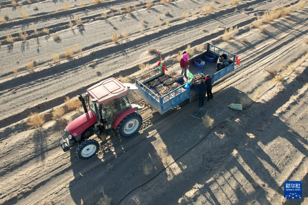 甘肃金塔:生物治沙让沙漠“披绿生金”