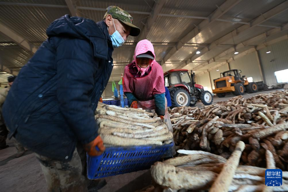 甘肃金塔:生物治沙让沙漠“披绿生金”