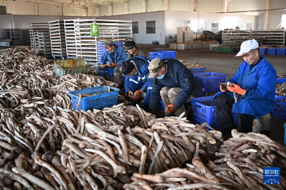 甘肃金塔:生物治沙让沙漠“披绿生金”