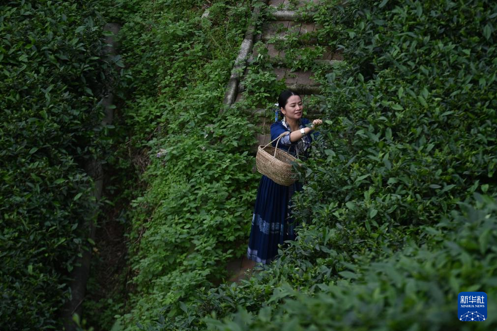 可爱的乡村——大山巾帼“领头雁”