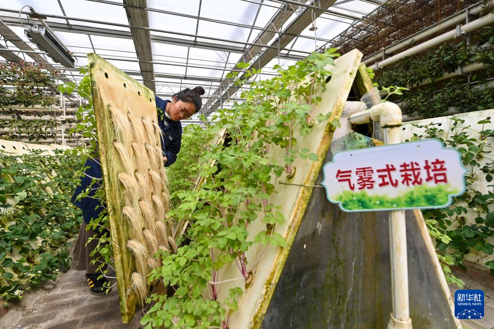 智慧农业助力增产增收